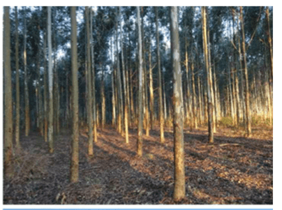 Eucalyptus plantation