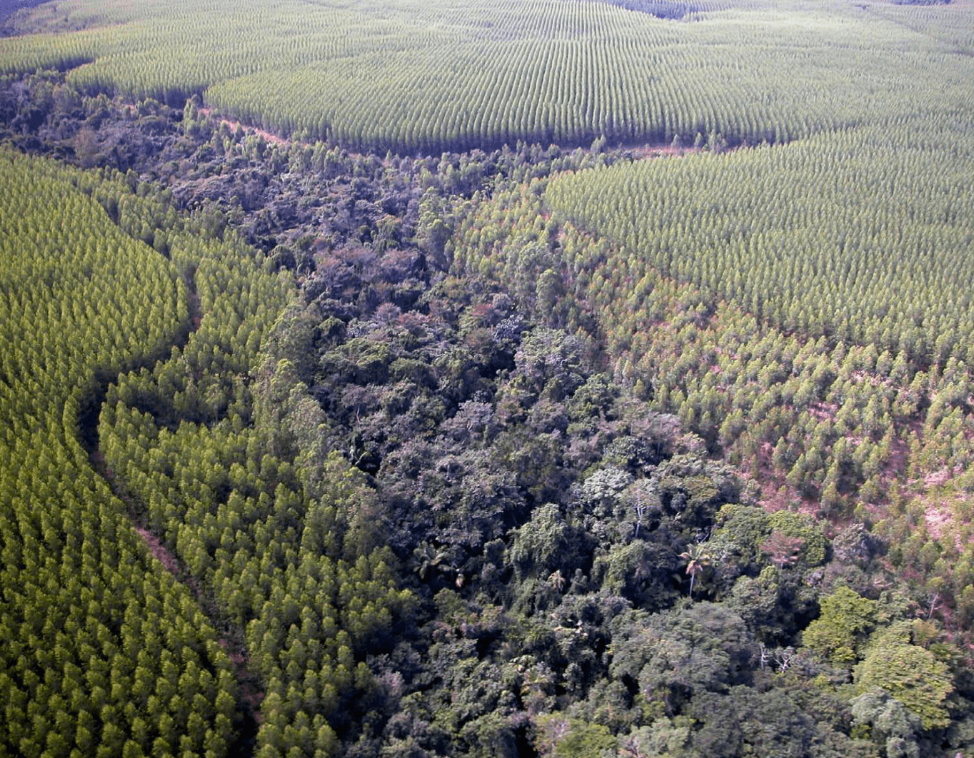 Monoculture plantations on either side of a native forest